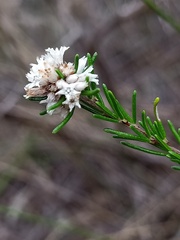 Cryptandra ericoides