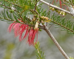 Melaleuca quadrifida