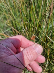 Fimbristylis ferruginea