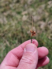 Fimbristylis ferruginea