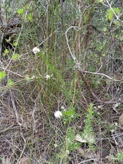 Cryptandra ericoides