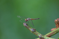 Brachydiplax duivenbodei