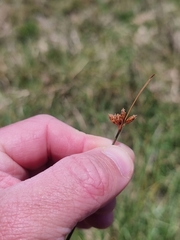 Fimbristylis ferruginea