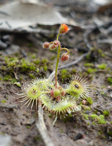 Drosera glanduligera