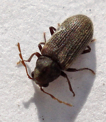 Anobium punctatum