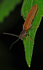 Denticollis linearis