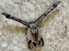 Phazaca interrupta