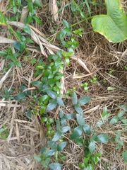 Tetrastigma formosanum