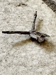 Phazaca interrupta