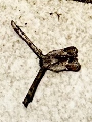 Phazaca interrupta