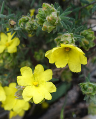 Hibbertia