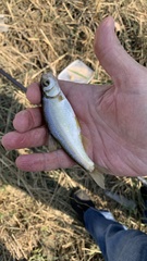 Acanthobrama lissneri