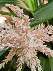 Helmholtzia glaberrima