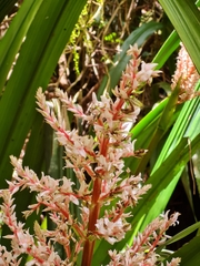 Helmholtzia glaberrima