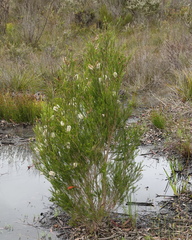 Melaleuca viminea