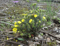 Hibbertia