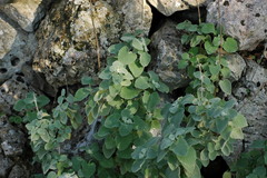 Pseudodictamnus acetabulosus