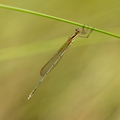 Austrolestes analis