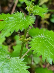 Urtica sykesii