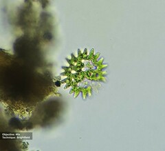 Pediastrum duplex