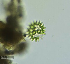 Pediastrum duplex