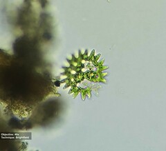 Pediastrum duplex