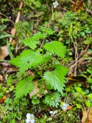 Urtica sykesii