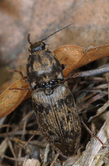 Prosternon tessellatum