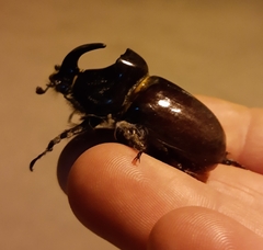 Oryctes nasicornis corniculatus