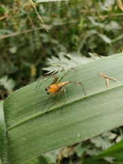 Oxyopes
