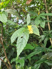 Impatiens