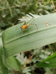 Oxyopes