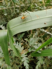 Oxyopes