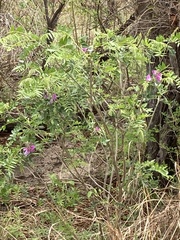 Mundulea