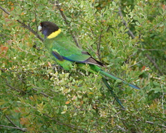 Barnardius zonarius semitorquatus