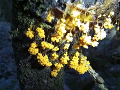 Badhamia utricularis