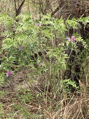 Mundulea