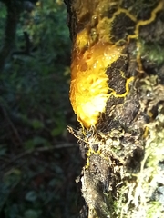 Badhamia utricularis