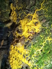 Badhamia utricularis