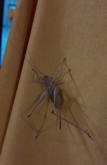 Thyreonotus