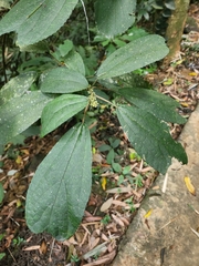 Oreocnide