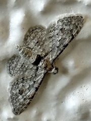 Sigilliclystis insigillata