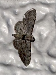 Sigilliclystis insigillata