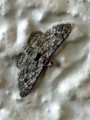 Sigilliclystis insigillata