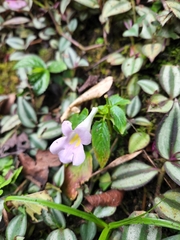 Henckelia anachoreta