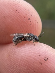 Chilalictus