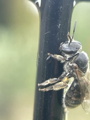 Chilalictus