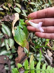 Henckelia anachoreta