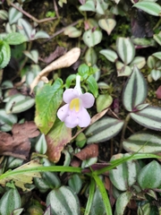 Henckelia anachoreta