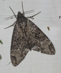 Psilogramma menephron